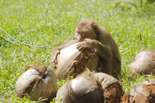 Makakowa małpa obiera kokosa — Zdjęcie stockowe