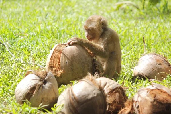 Mono macaco está pelando el coco — Foto de Stock