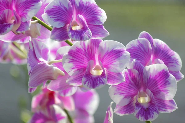 Nahaufnahme der schönen Orchideenblume — Stockfoto