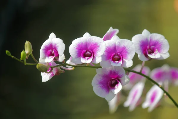 Nahaufnahme der schönen Orchideenblume — Stockfoto