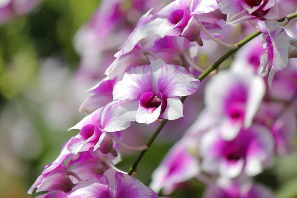 Closeup of beautiful orchid flower — Stock Photo, Image