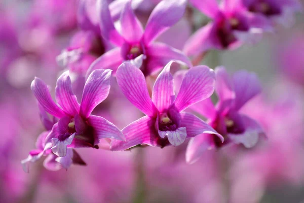 Closeup krásnou orchidej květina — Stock fotografie