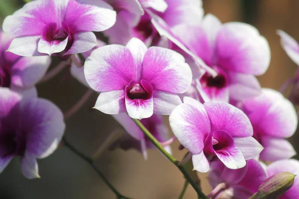 Closeup krásnou orchidej květina — Stock fotografie