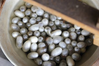 Beyaz ipek böceği kozaları, ipeği yapma süreci