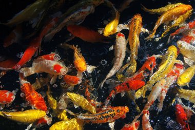 Akvaryumda sazan balığı ya da koi balığı.