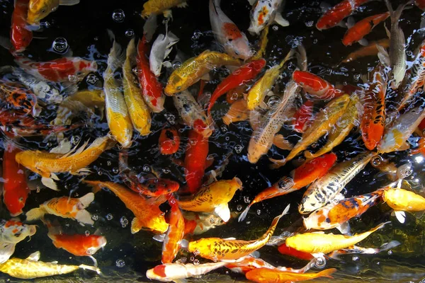 Carpa chique ou peixe koi no aquário — Fotografia de Stock