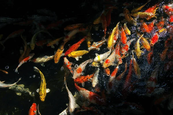 Carpa chique ou peixe koi no aquário — Fotografia de Stock