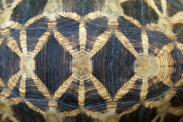 tortoise shell as background