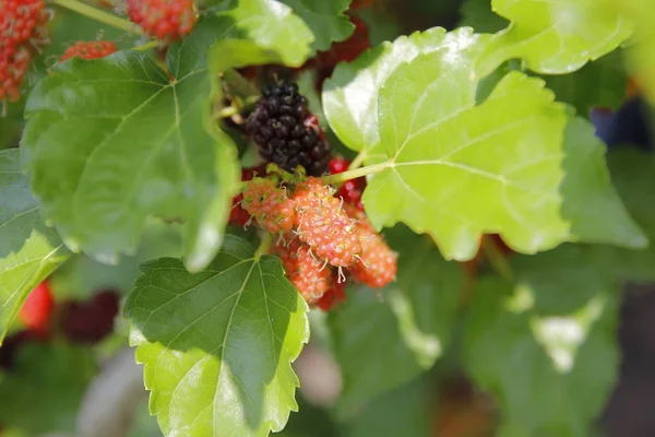 Mûrier sur arbre dans une ferme biologique — Photo