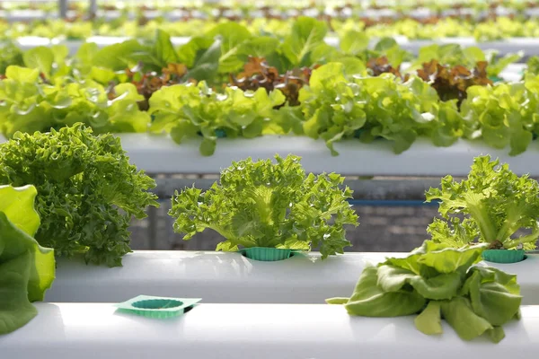 Bio-Gemüse aus Wasserstoff auf dem Bauernhof — Stockfoto