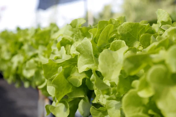 Bio-Gemüse aus Wasserstoff auf dem Bauernhof — Stockfoto