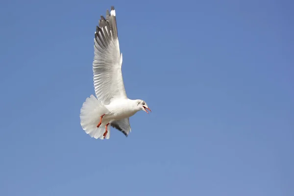 Uccello gabbiano volante su bellissimo sfondo cielo — Foto Stock