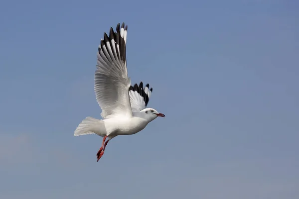 Pasăre pescăruș zburător pe fundal cer frumos — Fotografie, imagine de stoc