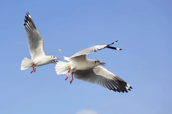 Uccello gabbiano volante su bellissimo sfondo cielo — Foto Stock