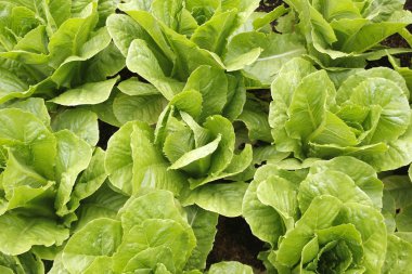 yeşil sebze organik çiftlikte