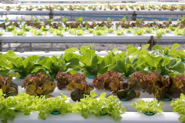 Çiftlik Organik hydroponic sebze