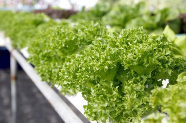 Çiftlik Organik hydroponic sebze