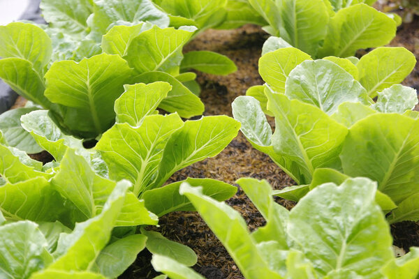 green vegetable in organic farm