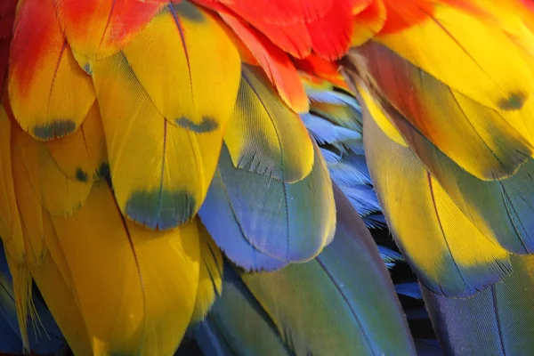 Zbliżenie piór papugi żółtej — Zdjęcie stockowe