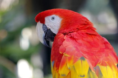 Güzel papağan papağanına yakın çekim
