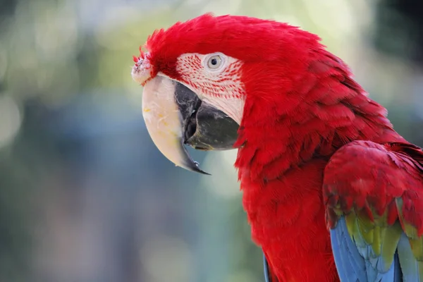 Closeup of beautiful macaw parrot — 스톡 사진