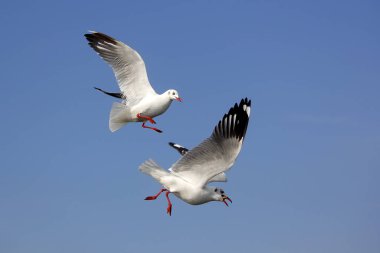 güzel gökyüzü arka plan üzerinde uçan martı kuşu