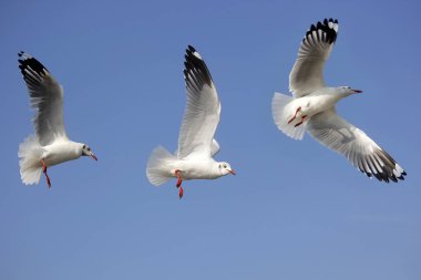 güzel gökyüzü arka plan üzerinde uçan martı kuşu