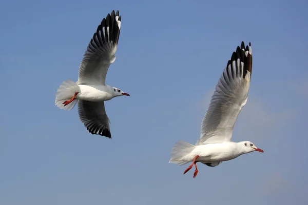 Vliegende zeemeeuw vogel op mooie hemelachtergrond — Stockfoto