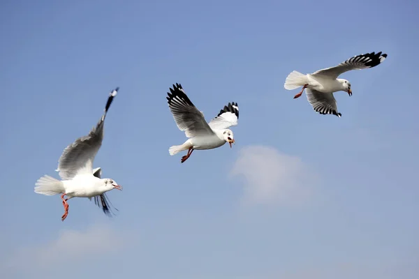 Flygande mås fågel på vacker himmel bakgrund — Stockfoto