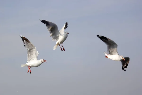 Flying seagull bird on beautiful sky background — Stock Photo, Image