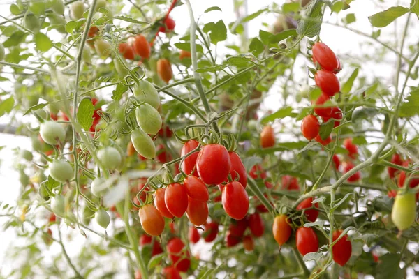 Kirschtomaten im Biobauernhof — Stockfoto