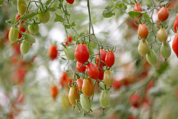 Cherry tomato in organic farm — Stock Photo, Image