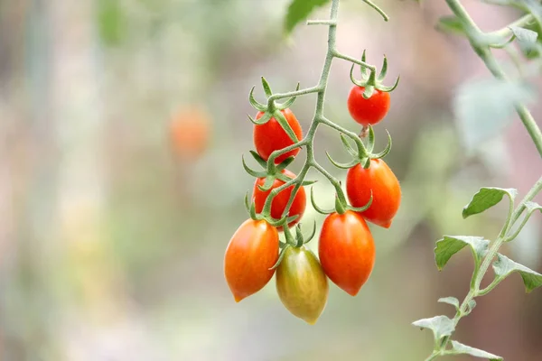 Kirschtomaten im Biobauernhof — Stockfoto