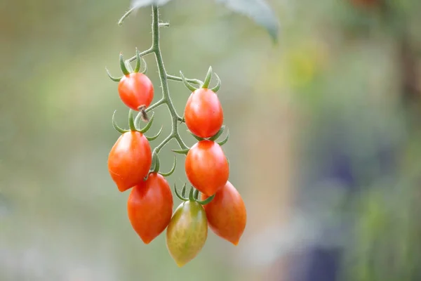 Kirschtomaten im Biobauernhof — Stockfoto