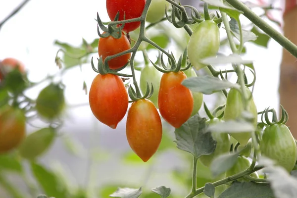 Kirschtomaten im Biobauernhof — Stockfoto