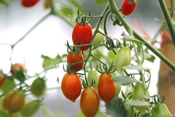 Cherry tomato in organic farm — Stock Photo, Image