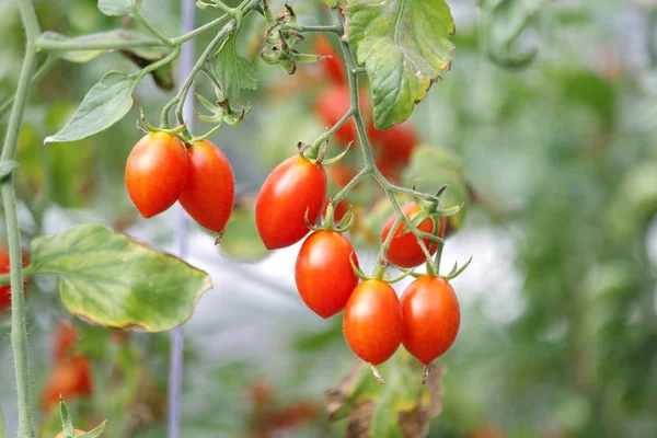 Cherry tomato in organic farm — Stock Photo, Image