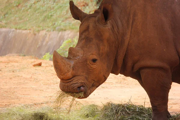 African rhino in the zoo — Stock Photo, Image