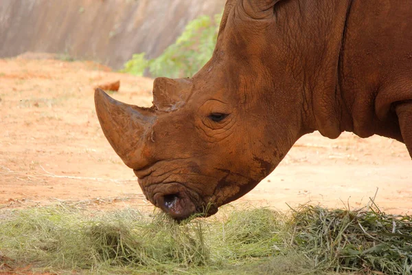 African rhino in the zoo — Stock Photo, Image