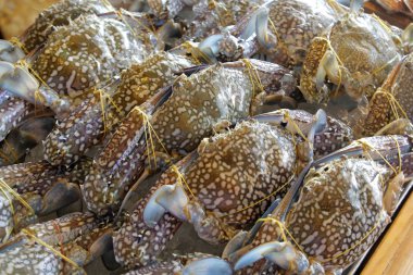 Deniz ürünleri yapmak için taze yengeç