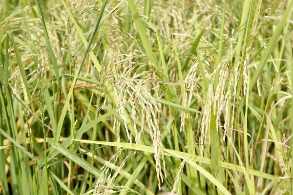 Close Arroz Paddy Verde Campo — Fotografia de Stock