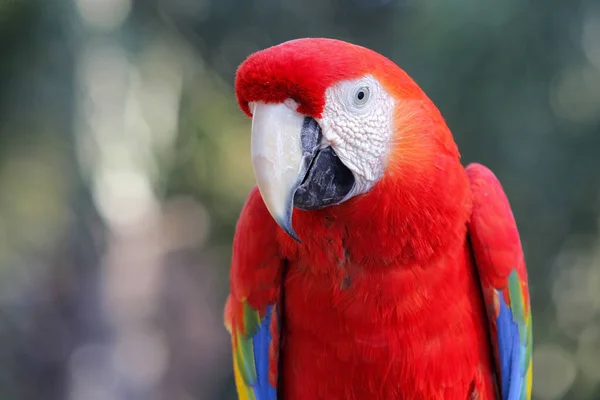 Foto Von Schönen Ara Papagei Zoo — Stockfoto