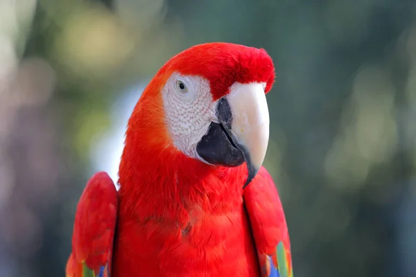 Φωτογραφία Του Όμορφου Παπαγάλου Macaw Στο Ζωολογικό Κήπο — Φωτογραφία Αρχείου