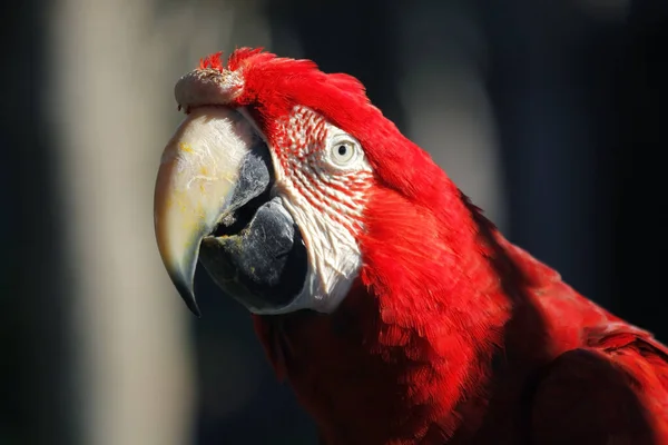 Foto Von Schönen Ara Papagei Zoo — Stockfoto
