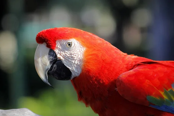 Foto Von Schönen Ara Papagei Zoo — Stockfoto
