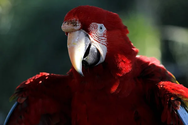 Foto Belo Papagaio Arara Zoológico — Fotografia de Stock