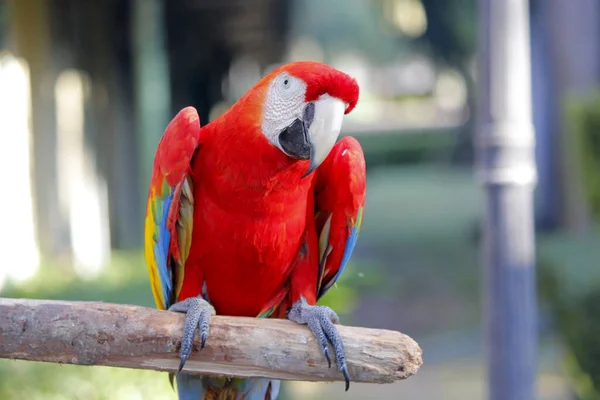 Foto Belo Papagaio Arara Zoológico — Fotografia de Stock