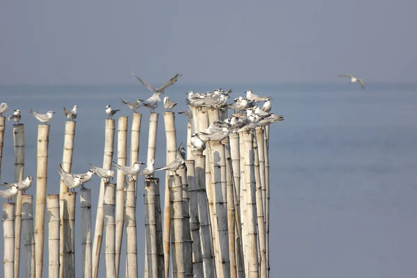 Bambudaki Bir Grup Martı Kuşu — Stok fotoğraf