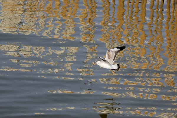 Foto Uccello Gabbiano Volante Con Sfondo Naturale — Foto Stock