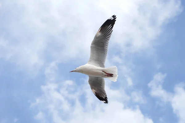 Flying Seagull Bird Beautiful Sky Background — Stock Photo, Image